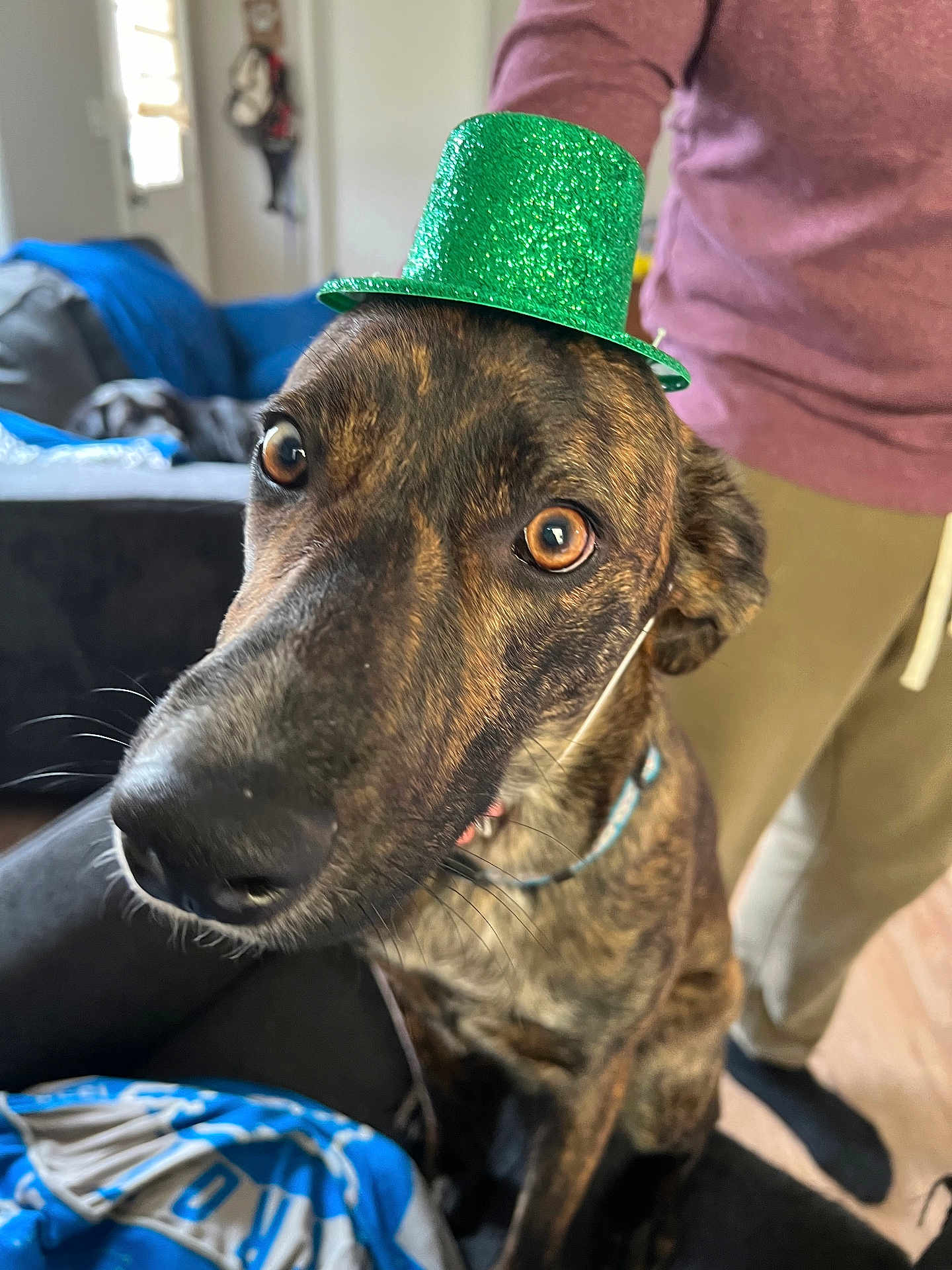 Raya is registered to the contest to win money with this photo: dog, brindle, hat, green_hat, pet, close_up, indoor, living_room, couch, person, curious, brown_eyes, collar, fur, whiskers, animal, companion, cute, portrait, funny