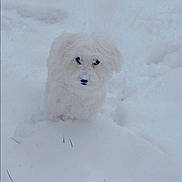 Meeka joined the competition — help win amazing prizes! adorable, animal, canine, cold, cute, daylight, dog, fluffy, fur, nature, outdoor, pet, playful, small_dog, snow, snowy_background, walking, white, winter, winter_climate