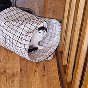 Chouquette a rejoint le concours — aidez-le/la à gagner de superbes lots ! cat, black_and_white_cat, fabric_tunnel, wooden_floor, curious, pet, indoor, feline, animal, playful, checkered_pattern, flooring, home, cute, whiskers, ears, tail, looking, small, domestic