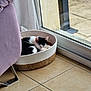 Chouquette a rejoint le concours — aidez-le/la à gagner de superbes lots ! cat, sleeping, basket, indoor, tile_floor, black_and_white, pet, cozy, resting, window, glass_door, home, furniture, curtains, purple_chair, natural_light, quiet, calm, domestic, cute