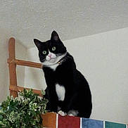 Goliath is registered to the contest to win money with this photo: cat, tuxedo_cat, indoor, plant, green_eyes, curious, perched, tile, colorful_tile, black_and_white, whiskers, furniture, home, wall, ceiling, wood, green_plant, pet, animal, looking