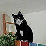 cat, tuxedo_cat, indoor, plant, green_eyes, curious, perched, tile, colorful_tile, black_and_white, whiskers, furniture, home, wall, ceiling, wood, green_plant, pet, animal, looking