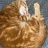 Tigrou a rejoint le concours — aidez-le/la à gagner de superbes lots ! cat, orange_tabby, sleeping, curled_up, stretching, raised_leg, fur, whiskers, pink_nose, closed_eyes, pet, animal, cozy, blanket, blue_background, indoors, relaxed, nap, funny_pose, closeup
