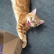 Tigrou a rejoint le concours — aidez-le/la à gagner de superbes lots ! cat, kitten, orange_tabby, ginger, furry, pet, animal, lying_down, upside_down, open_mouth, playful, cute, whiskers, ears, paws, tail, cardboard_box, indoor, floor, photography