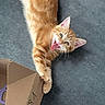 cat, kitten, orange_tabby, ginger, furry, pet, animal, lying_down, upside_down, open_mouth, playful, cute, whiskers, ears, paws, tail, cardboard_box, indoor, floor, photography