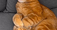 Tigrou a rejoint le concours — aidez-le/la à gagner de superbes lots ! cat, orange_tabby, sleepy, sofa, indoor, pet, furry, whiskers, paws, claws, striped_fur, relaxed, lounging, portrait, close_up, gray_couch, animal, cute, resting, photography