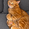 cat, orange_tabby, sleepy, sofa, indoor, pet, furry, whiskers, paws, claws, striped_fur, relaxed, lounging, portrait, close_up, gray_couch, animal, cute, resting, photography