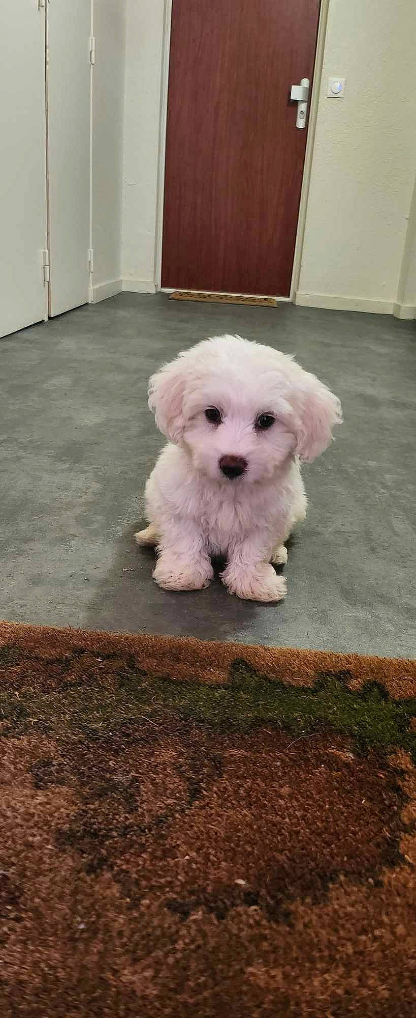 Fripon participe au concours pour gagner de l'argent avec cette photo : canidae, carnivore, companion_dog, dog, dog_breed, door, flooring, fur, labradoodle, maltepoo, plant, poodle, poodle_crossbreed, shih_poo, snout, sporting_group, terrier, toy_dog, water_dog, working_animal