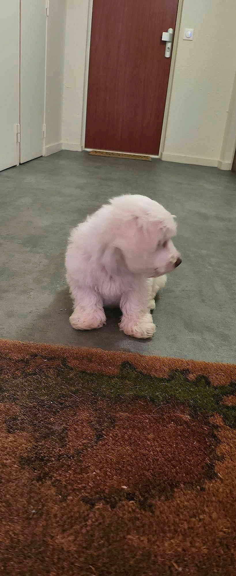 Fripon participe au concours pour gagner de l'argent avec cette photo : bichon, canidae, carnivore, companion_dog, dog, dog_breed, door, flooring, fur, non_sporting_group, snout, sporting_group, tail, terrier, toy, toy_dog, working_animal