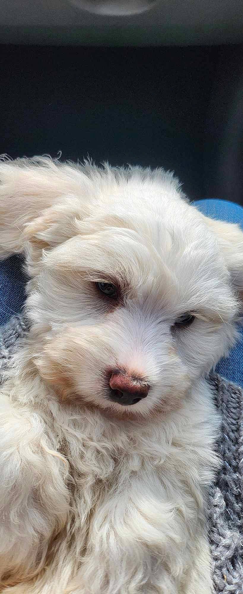 Fripon a rejoint le concours — aidez-le/la à gagner de superbes lots ! canidae, carnivore, companion_dog, dog, dog_breed, ear, fur, maltepoo, non_sporting_group, puppy, small_terrier, snout, sporting_group, terrestrial_animal, terrier, toy_dog, whiskers, working_animal