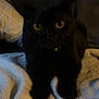 Spooky joined the competition — help win amazing prizes! cat, black_cat, pet, feline, closeup, eyes, whiskers, collar, bell, towel, blanket, bedroom, pillow, indoor, portrait, cozy, fur, sitting, low_light, nighttime