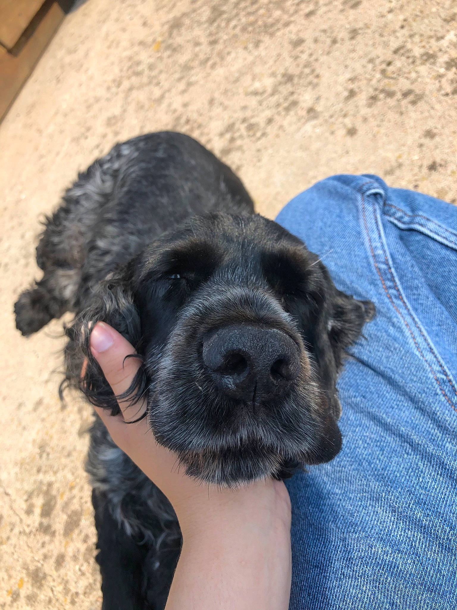 Easy participe au concours pour gagner de l'argent avec cette photo : borador, canidae, carnivore, companion_dog, denim, dog, dog_breed, dog_collar, electric_blue, fawn, fur, gesture, hardwood, liver, paw, snout, sporting_group, whiskers, working_animal, wrinkle