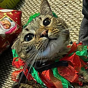 Banjo is registered to the contest to win money with this photo: cat, feline, pet, animal, portrait, close_up, upside_down, wide_eyes, whiskers, green_eyes, tabby, fur, ribbon, christmas, holiday, gift, present, carpet, indoor, festive
