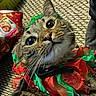 cat, feline, pet, animal, portrait, close_up, upside_down, wide_eyes, whiskers, green_eyes, tabby, fur, ribbon, christmas, holiday, gift, present, carpet, indoor, festive