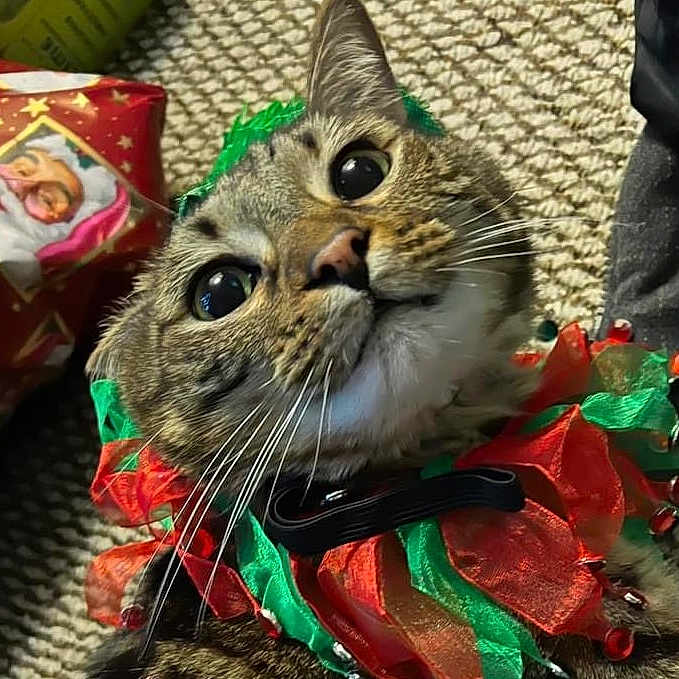 Banjo is registered to the contest to win money with this photo: cat, feline, pet, animal, portrait, close_up, upside_down, wide_eyes, whiskers, green_eyes, tabby, fur, ribbon, christmas, holiday, gift, present, carpet, indoor, festive