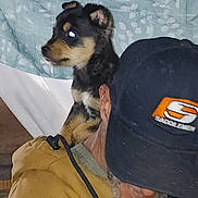 Batman is registered to the contest to win money with this photo: puppy, dog, man, cap, shoulder, indoors, fabric, curtain, brown, black, closeup, pet, animal, person, casual, beard, warm_clothing, leash, headwear, portrait