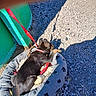 Batman is registered to the contest to win money with this photo: puppy, dog_bed, leash, collar, bone_toy, gravel, outdoor, shadow, green_structure, relaxed, pet, animal, paw_prints, sunlight, small_dog, resting, fence, texture, casual, playful