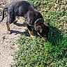 Batman is registered to the contest to win money with this photo: puppy, dog, grass, outdoor, sunlight, collar, young, pet, nature, animal, sniffing, curious, brown, black, small, exploring, daytime, ground, cute, playful