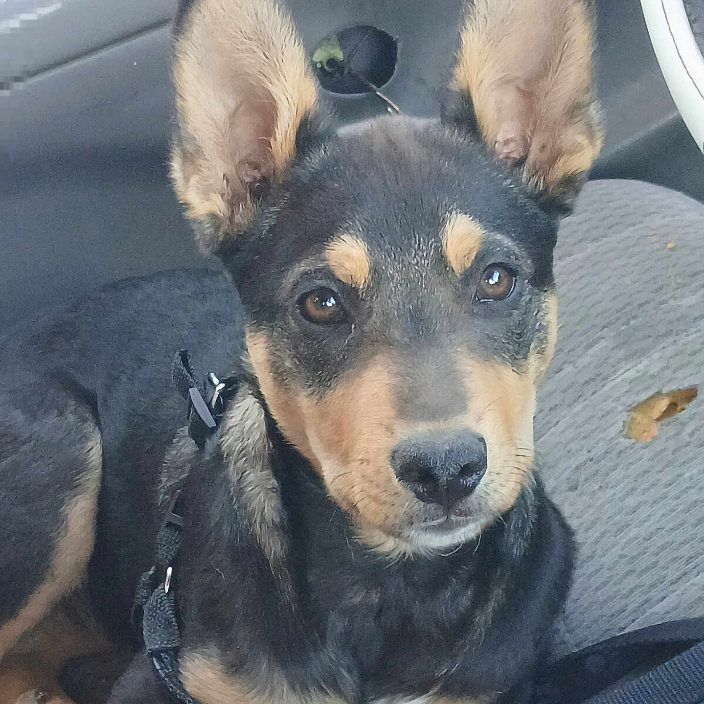 Batman is registered to the contest to win money with this photo: puppy, dog, pet, car_seat, leash, brown_eyes, black_fur, tan_fur, ears, nose, animal, canine, indoors, seat, fabric, resting, closeup, young_dog, cute, alert