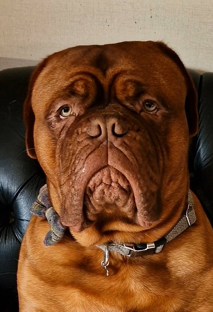 Rupert is registered to the contest to win money with this photo: art, canidae, carnivore, collar, companion_dog, dog, dog_breed, dog_collar, drawing, fawn, liver, molosser, non_sporting_group, snout, sporting_group, terrestrial_animal, whiskers, working_animal, working_dog, wrinkle