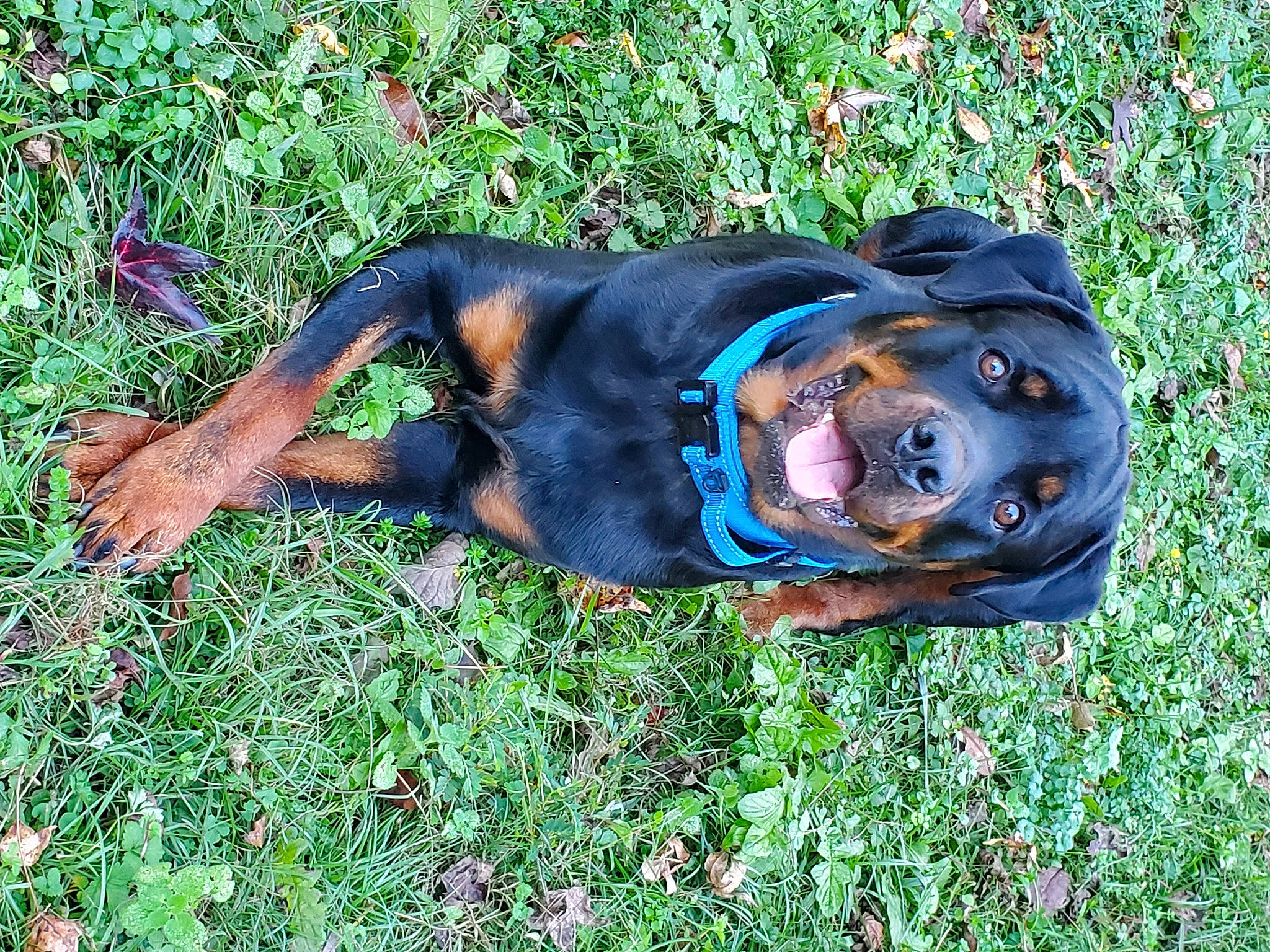 Teddy Bear joined the competition — help win amazing prizes! canidae, carnivore, collar, companion_dog, dog, dog_breed, grass, guard_dog, hound, huntaway, hunting_dog, mammal, organism, rottweiler, snout, sporting_group, whiskers, working_animal, working_dog