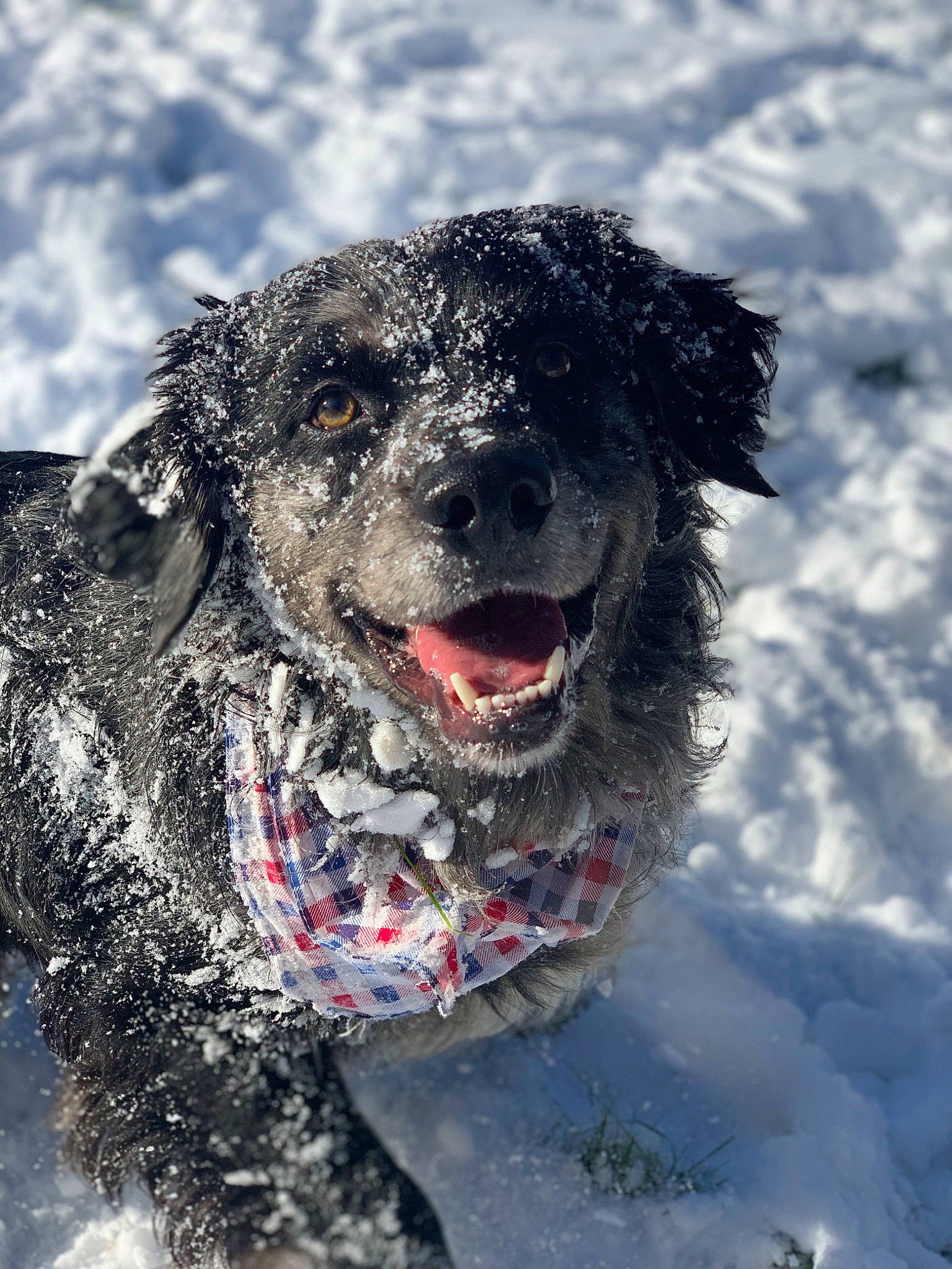 Berkley joined the competition — help win amazing prizes! canidae, carnivore, collar, companion_dog, dog, dog_breed, dog_collar, freezing, fur, poodle, retriever, smile, snout, snow, spaniel, sporting_group, terrier, water, water_dog, winter