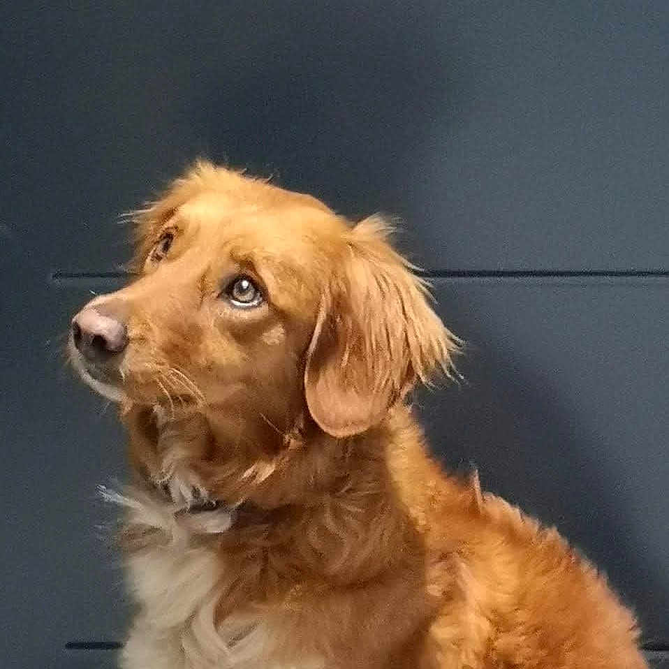 Castagna a rejoint le concours — aidez-le/la à gagner de superbes lots ! dog, golden_brown, fluffy_fur, looking_up, pet, canine, animal, portrait, indoor, closeup, ears, whiskers, fur_texture, nostrils, collar, expression, mammal, companion, domestic, background