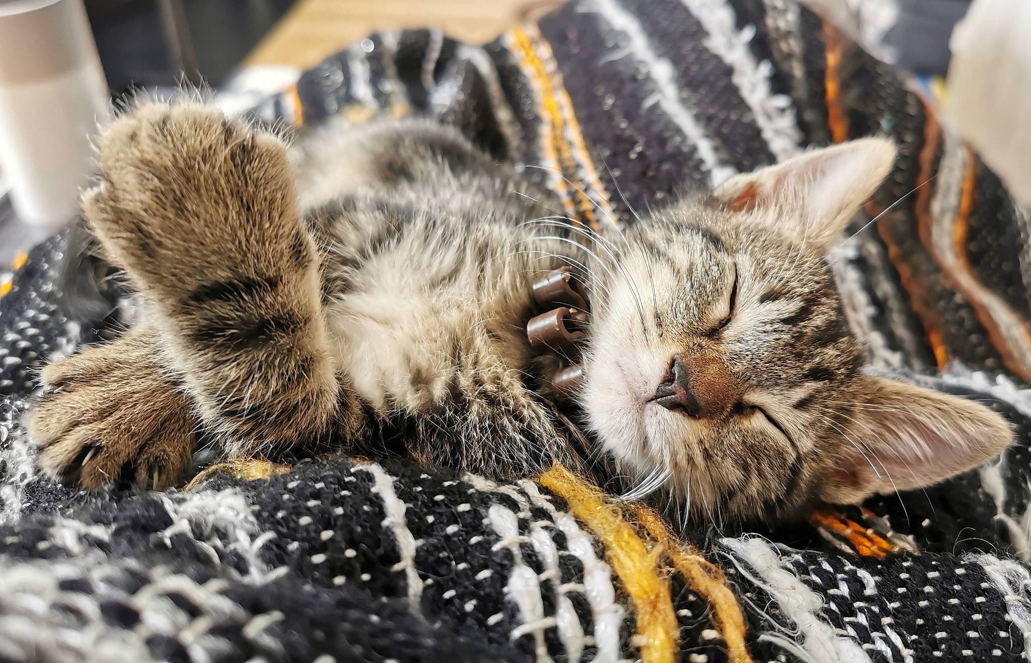 Samba a rejoint le concours — aidez-le/la à gagner de superbes lots ! carnivore, cat, claw, close_up, comfort, domestic_short_haired_cat, felidae, fur, grass, nap, pattern, paw, sleep, small_to_medium_sized_cats, snout, terrestrial_animal, whiskers, wildlife