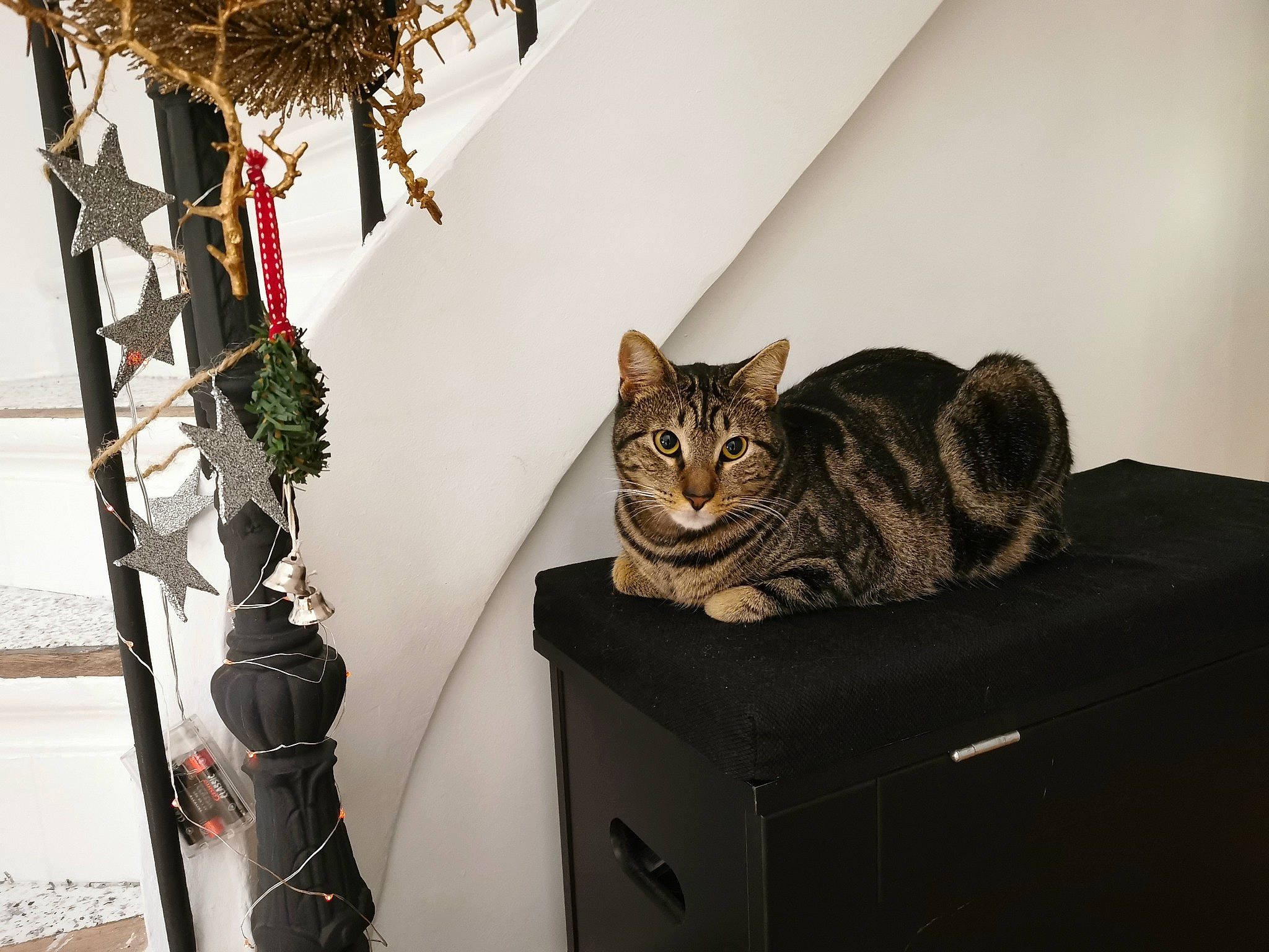 Samba a rejoint le concours — aidez-le/la à gagner de superbes lots ! bag, carnivore, cat, cat_supply, comfort, domestic_short_haired_cat, felidae, flowerpot, fur, grey, interior_design, pattern, pet_supply, room, small_to_medium_sized_cats, tail, twig, whiskers, window, wood