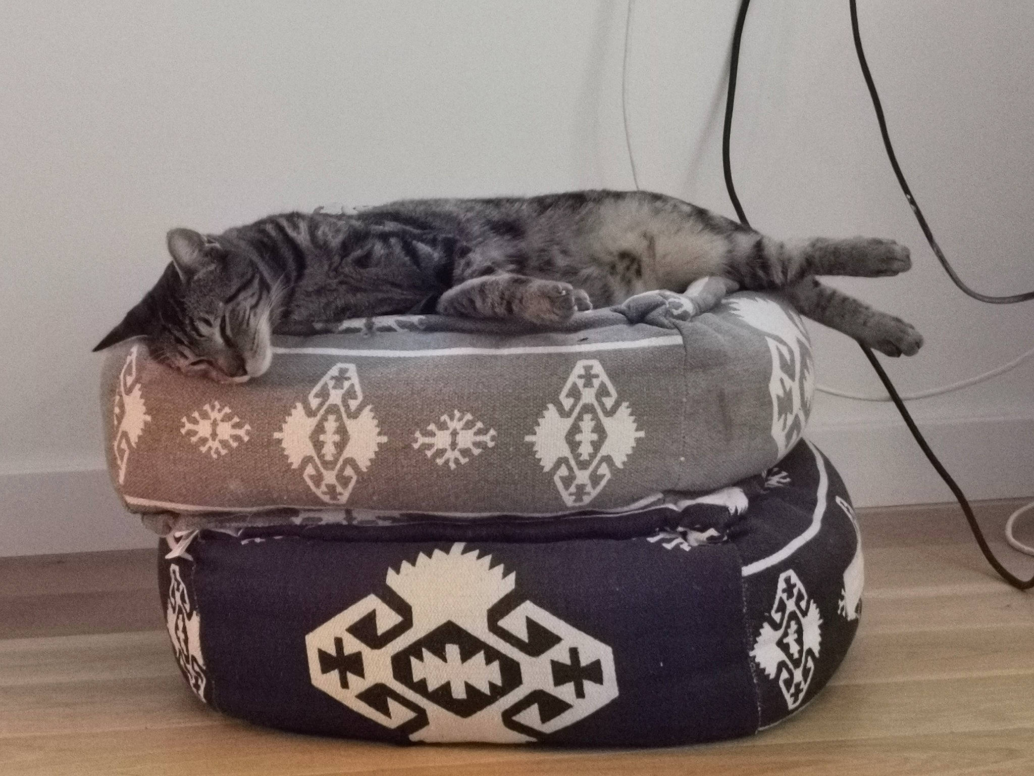 Samba participe au concours pour gagner de l'argent avec cette photo : bag, baggage, carnivore, cat, comfort, couch, fashion_accessory, felidae, font, fur, hardwood, linens, luggage_and_bags, metal, pattern, room, small_to_medium_sized_cats, studio_couch, tail, wood