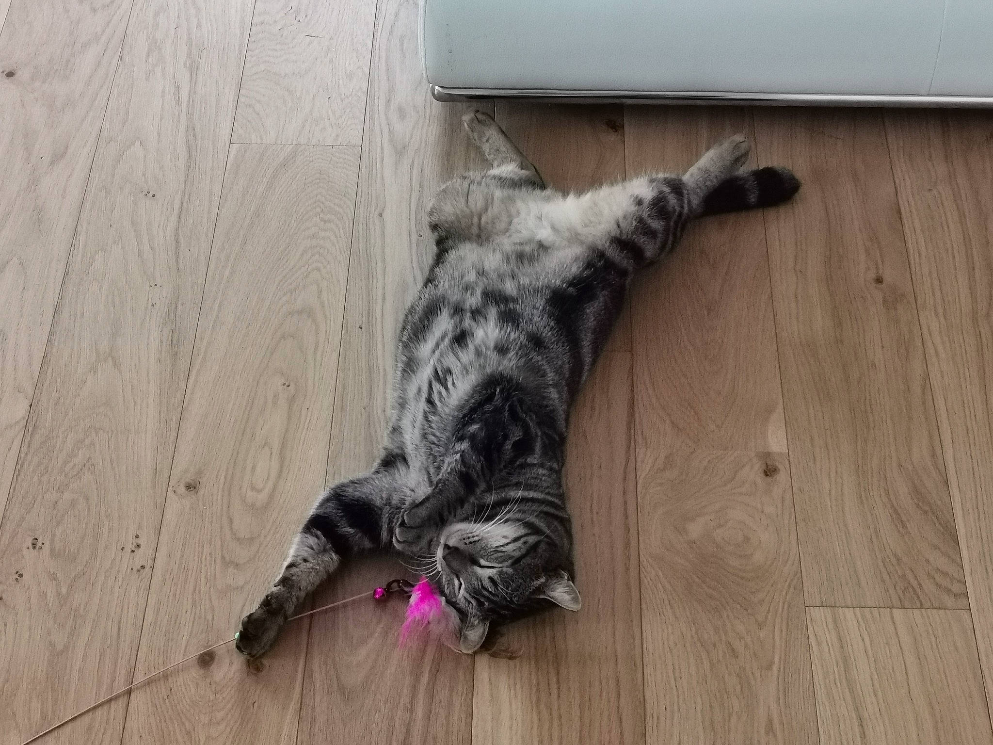 Samba a rejoint le concours — aidez-le/la à gagner de superbes lots ! carnivore, cat, dog_breed, domestic_short_haired_cat, felidae, floor, flooring, fur, grey, hardwood, laminate_flooring, plank, plywood, small_to_medium_sized_cats, tail, varnish, whiskers, wood, wood_flooring, wood_stain