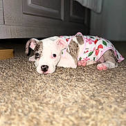 Cora joined the competition — help win amazing prizes! puppy, dog, carpet, bed, pet_clothing, indoor, cute, animal, lying_down, young_dog, white_and_brown, pink_paws, floor, resting, domestic_animal, portrait, small_dog, cozy, adorable, relaxed