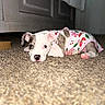 puppy, dog, carpet, bed, pet_clothing, indoor, cute, animal, lying_down, young_dog, white_and_brown, pink_paws, floor, resting, domestic_animal, portrait, small_dog, cozy, adorable, relaxed
