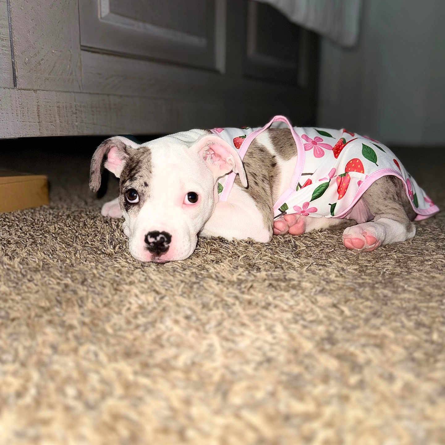 Cora joined the competition — help win amazing prizes! puppy, dog, carpet, bed, pet_clothing, indoor, cute, animal, lying_down, young_dog, white_and_brown, pink_paws, floor, resting, domestic_animal, portrait, small_dog, cozy, adorable, relaxed