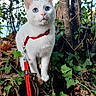 Trublion a rejoint le concours — aidez-le/la à gagner de superbes lots ! cat, white_cat, blue_eyes, red_harness, red_leash, ivy, forest, tree_trunk, nature, outdoor, moss, leaves, animal, pet, alert, fur, wildlife, greenery, woodland, curious