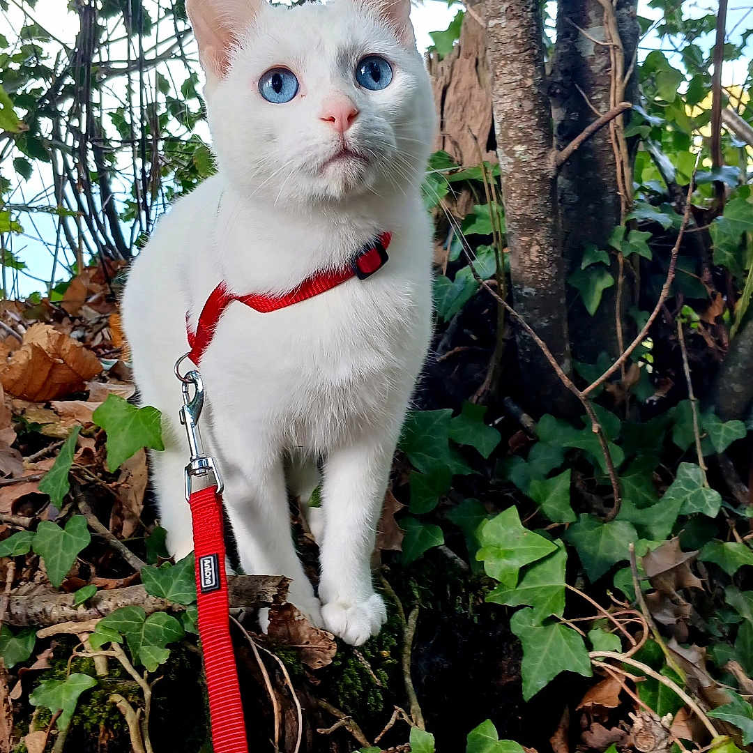 Trublion a rejoint le concours — aidez-le/la à gagner de superbes lots ! cat, white_cat, blue_eyes, red_harness, red_leash, ivy, forest, tree_trunk, nature, outdoor, moss, leaves, animal, pet, alert, fur, wildlife, greenery, woodland, curious