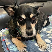 Bogey joined the competition — help win amazing prizes! animal, black_and_tan, blanket, canine, close_up, collar, couch, cute, dog, domestic, ears, eyes, fur, indoor, leather, paw_print, paws, pet, resting, tag