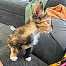 Kali is registered to the contest to win money with this photo: kitten, cat, calico, animal, pet, fur, whiskers, blue_eyes, standing, couch, sofa, indoor, living_room, blanket, orange, black, white, cute, portrait, closeup