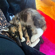 Kali is registered to the contest to win money with this photo: cat, kitten, calico, sleeping, curled_up, upside_down, paw, whiskers, fur, pet, cute, indoors, blanket, fleece, leopard_print, colorful, cozy, relaxed, portrait, nap