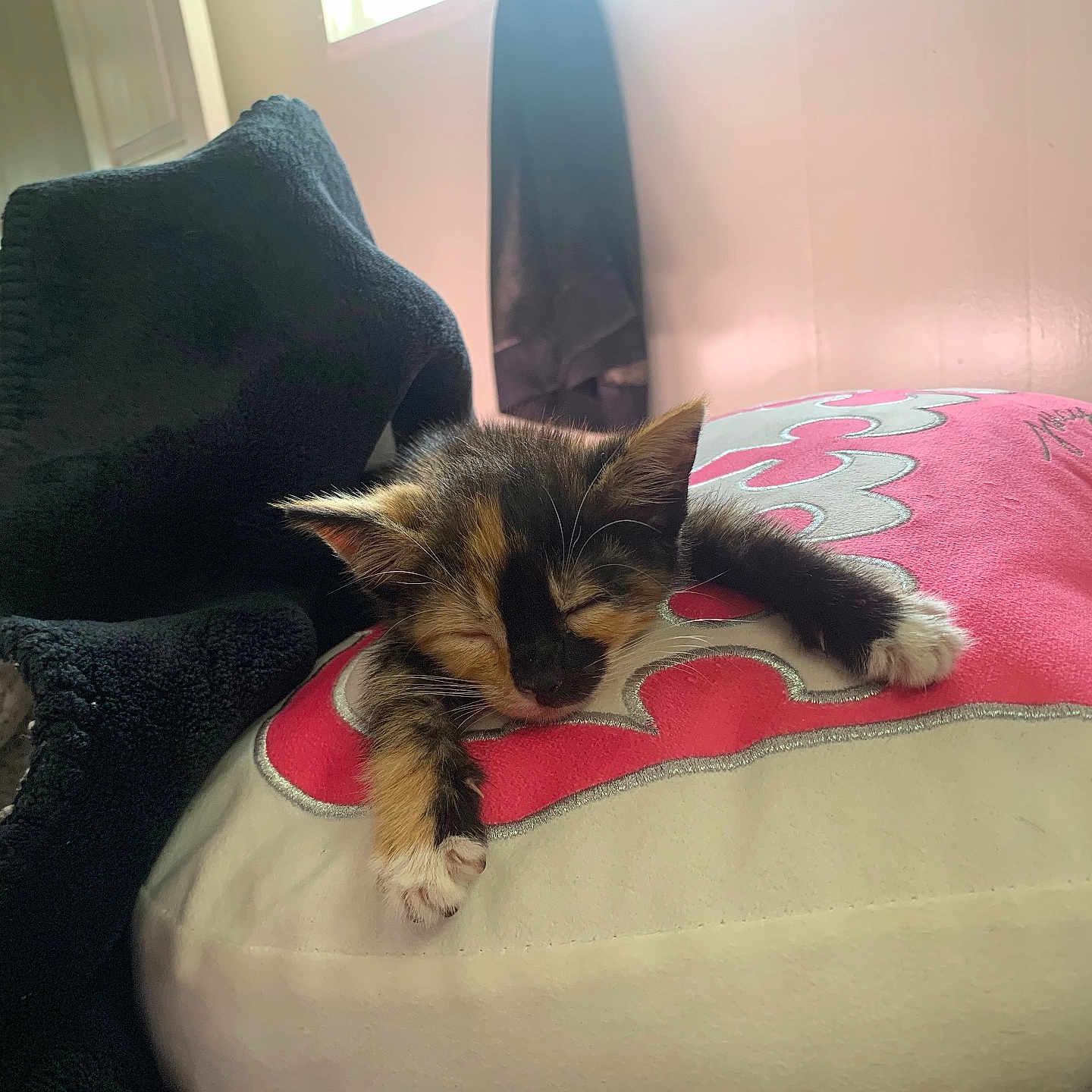 Kali is registered to the contest to win money with this photo: cat, kitten, calico, sleeping, sleepy, pet, animal, fur, whiskers, ears, paws, cushion, bedroom, bed, blanket, indoors, cozy, relaxed, portrait, nap
