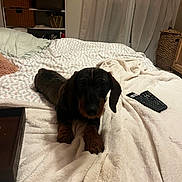 Anguerrand a rejoint le concours — aidez-le/la à gagner de superbes lots ! basket, bed, black, blanket, brown, cozy, curious, curtains, dachshund, dog, furniture, home, indoor, living_space, pet, pillow, puppy, remote_control, resting, soft