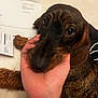 Anguerrand a rejoint le concours — aidez-le/la à gagner de superbes lots ! animal, black, brown, close_up, cozy, cute, dachshund, dog, expression, eyes, face, fur, hand, home, indoor, paper, person, pet, puppy, resting