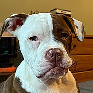 Luna joined the competition — help win amazing prizes! dog, bulldog, canine, pet, portrait, close_up, sitting, indoors, wrinkles, white_and_brown, floppy_ears, short_fur, brown_eyes, nose, muzzle, chest, serious_expression, wooden_furniture, home, photography