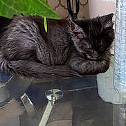 Azan participe au concours pour gagner de l'argent avec cette photo : cat, sleeping, gray_fur, fluffy, table, glass_surface, plant, leaf, potted_plant, indoor, reflection, pet, resting, fur, domestic_animal, houseplant, water_bottle, relaxation, closeup, quiet