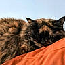 cat, tortoiseshell, fluffy, fur, sleeping, lounging, resting, pet, animal, indoors, blanket, orange, cozy, portrait, close_up, whiskers, ears, bed, relaxed, nap
