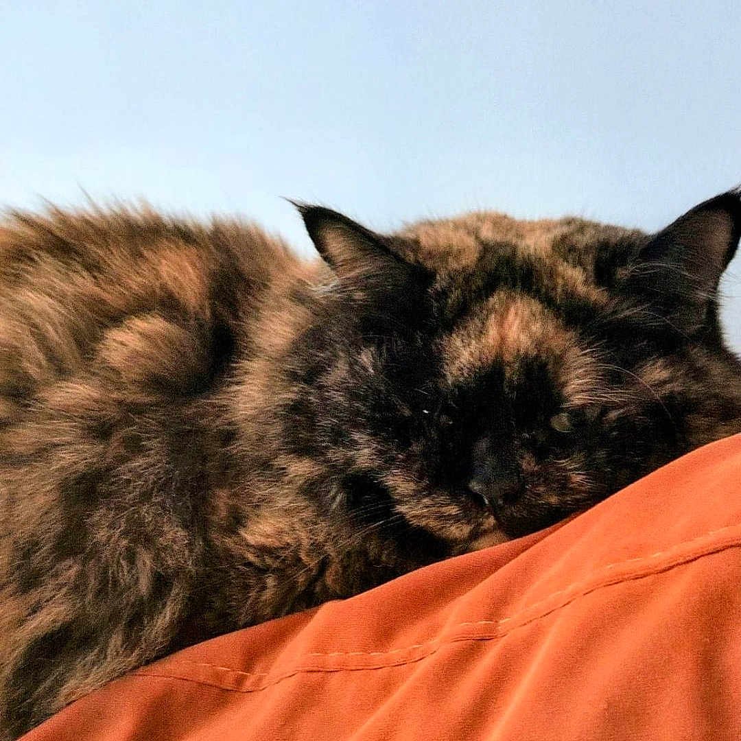 Ninette a rejoint le concours — aidez-le/la à gagner de superbes lots ! cat, tortoiseshell, fluffy, fur, sleeping, lounging, resting, pet, animal, indoors, blanket, orange, cozy, portrait, close_up, whiskers, ears, bed, relaxed, nap