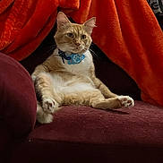 Mr. Kitty is registered to the contest to win money with this photo: animal, cat, collar, couch, cozy, curious, cute, domestic, ears, feline, fur, ginger_cat, home, indoor, orange_blanket, paw_print, pet, relaxed, sitting, whiskers