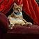 Mr. Kitty