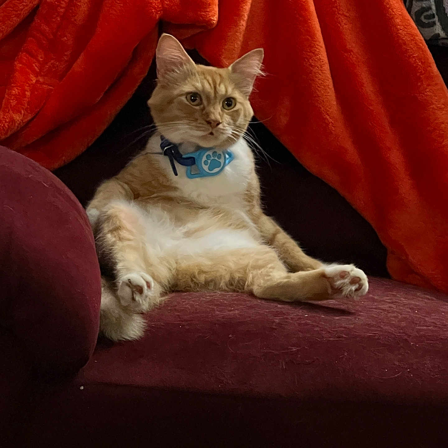 Mr. Kitty