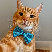 Simba participe au concours pour gagner de l'argent avec cette photo : cat, orange_tabby, bow_tie, pet, close_up, whiskers, feline, domestic_cat, cute, portrait, indoor, animal, fur, ears, nose, eyes, sequins, accessory, fashion, posing